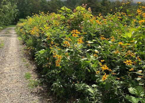 A hedgerow along a gravel driveway, with many yellow flowers.