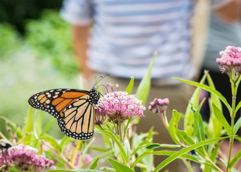 A monarch butterfly feeding on the nectar of a milkweed flower.