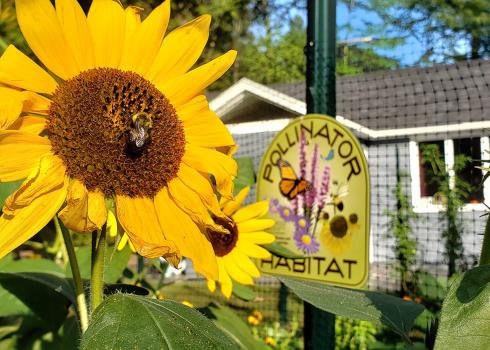 A bumblebee visiting a sunflower in a backyard pollinator garden.