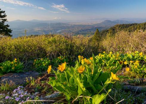 A small plant with yellow flowers, atop a hill in the Cascade-Siskiyou National Monument, with a whole landscape of trees, rivers and mountains in the background.