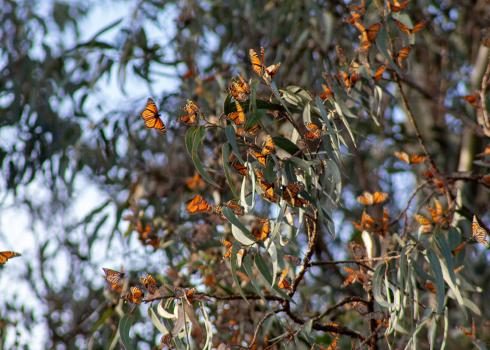 Many monarch butterflies landing on the branches of a tree at an overwintering site.