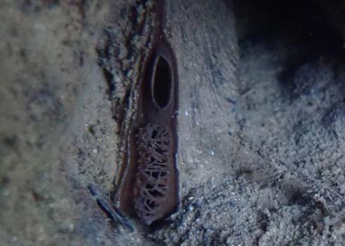 A freshwater mussel tucked between rocks. The mussel is slightly open, showing the mass of fingerlike projections that cover the hole where it sucks in river water.