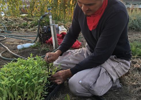 A man kneels beside a tray of wildflower seedlings, carefully removing each one in readiness for planting them.