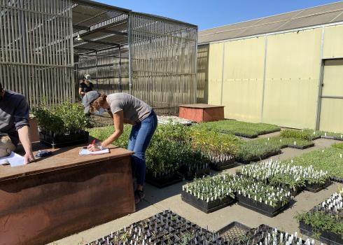 Plant trays containing thousands of seedlings are laid out on the ground.