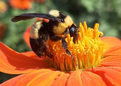 Southern plains bumble bee (Bombus fraternus) observation submitted to Bumble Bee Watch by a community scientist.