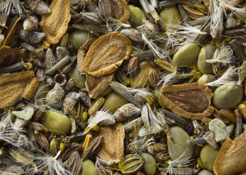 This mix of wildflower seeds are many different shapes and shades of brown and gray, and some have tuts of pale hair