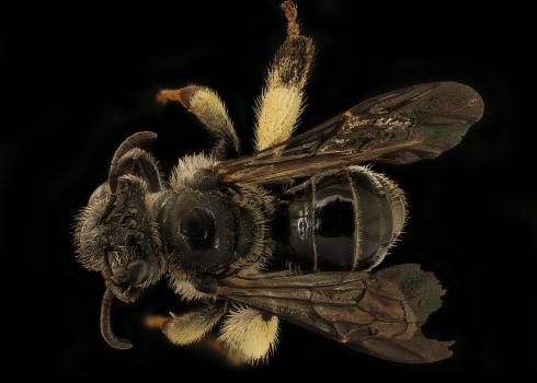 A super close-up photo of a bee shows every detail of its body. The bee is dark, almost black, and very shiny, with pale brown hairs on it's head and thorax. Its legs have patches of long, dense hairs in which it can carry pollen.