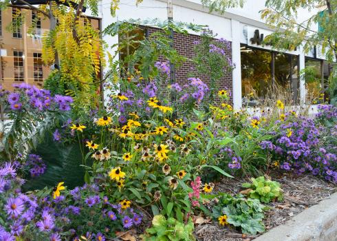 A flower bed beside a street in a downtown. The flowers include purple asters and yellow coneflowers. Behind are large mirrored glass windows of a store, which reflect the buildings opposite. 