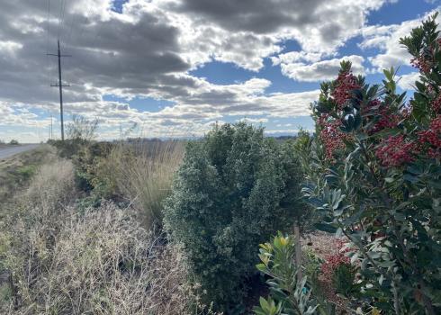 Year 3 hedgerow with fruiting Toyon (aka Christmas Holly) (Heteromeles arbutifolia) and flowering Coyote brush (Baccharis pilularis) in Colusa, CA, November 2021. Credit: Anna Murray/ Xerces Society