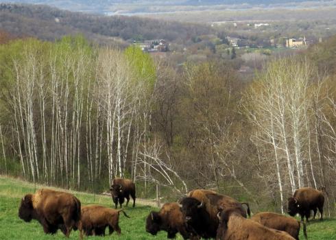 Part of the bison herd at Rockie Hill Bison Farm, with a view of the city of Winona and the Mississippi River in the background. Photo: Gail Griffin