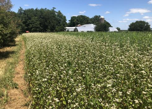 Buckwheat smother crop in Iowa (Photo: Sarah Foltz Jordan/ Xerces Society)