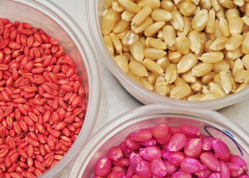 Treated and untreated seeds