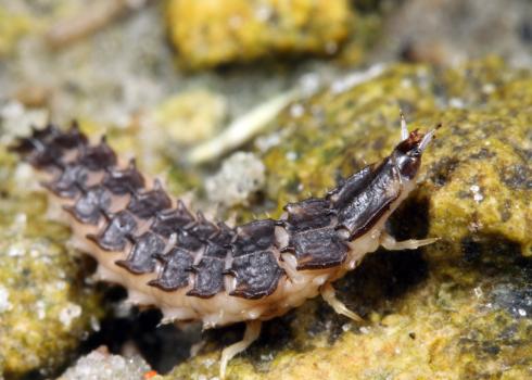 Florida intertidal firefly larva crawling on some rocks