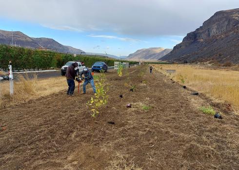 Several people using a tool to make holes in the ground for planting hedgerow plants across the street from an orchard
