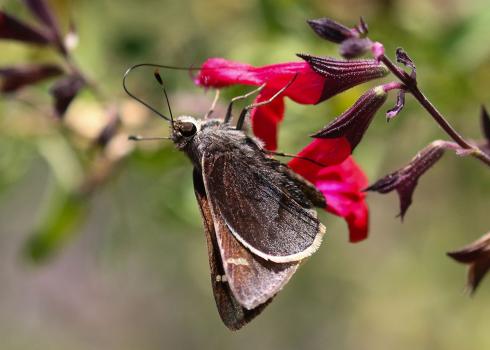 Moon-marked skipper butterfly on a flower 