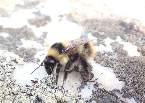 Golden-belted bumble bee