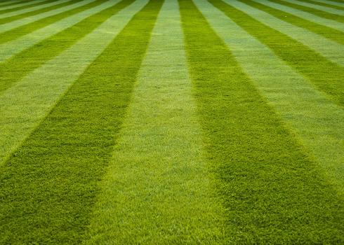 Desolate stripes of mowed turf grass