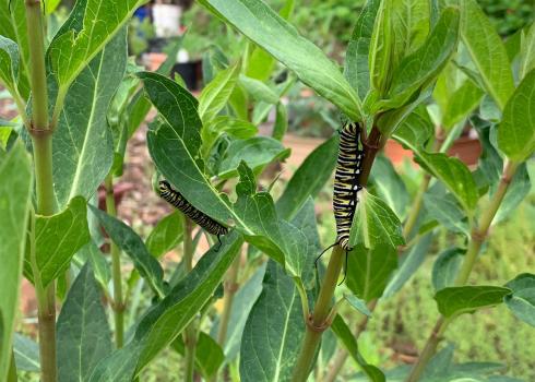 Monarch caterpillars on milkweed