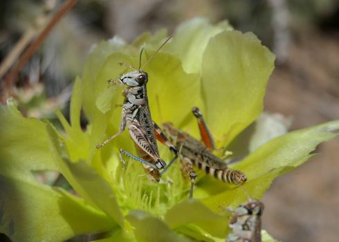 Native grasshoppers in New Mexico 