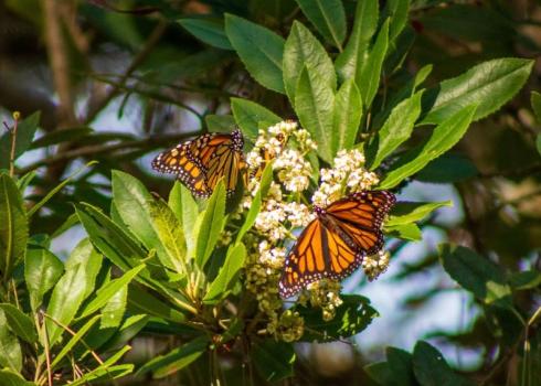 Two monarchs rest on a flower cluster in Pacific Grove