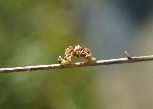 Camouflaged looper hiding itself with petals from mountain mint flowers. (Photo: Kailee Slusser, Xerces Society)