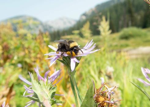 Bombus occidentalis on monarda flower in foreground, with mountains beyond