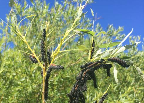 mourning cloak caterpillars cluster heavily on willow twigs, eating leaves