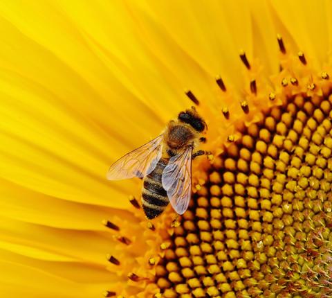 Honey bee on big sunflower