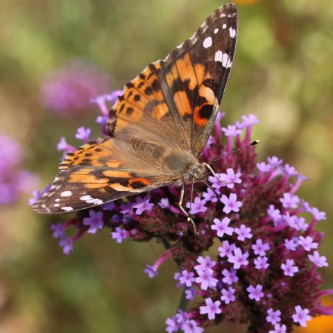Painted lady butterfly on mint plant