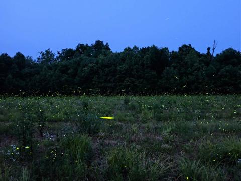 Fireflies at dusk