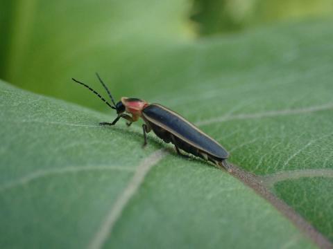 Firefly on leaf