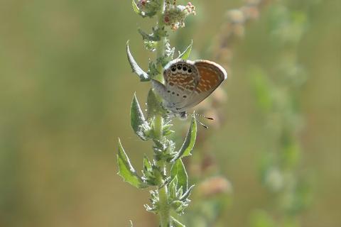 Western pygmy blue butterfly on a plant stem