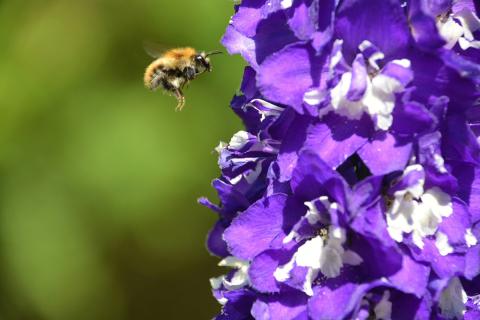 Bee approaching group of flowers