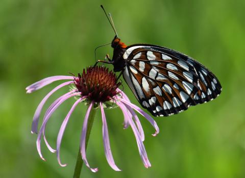 Butterfly on a flower