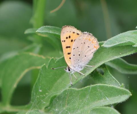 Purplish copper butterfly on a leaf
