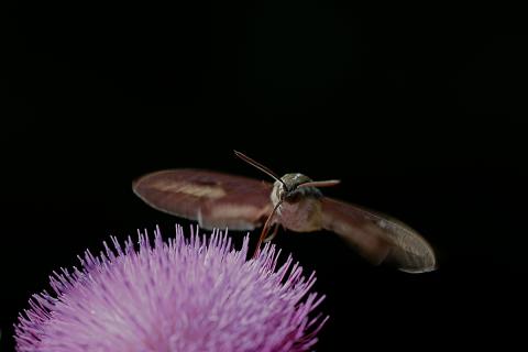 A white-lined sphinx moth hovers over a thistle flower while drinking nectar through its extended proboscis