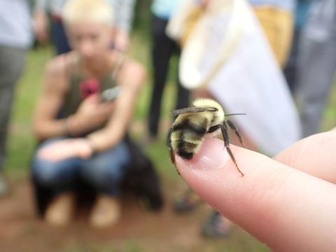 Person's index finger holding up a two-spotted bumble bee (Bombus bimaculatus), with more people and bug nets in the background
