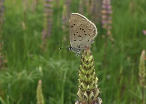 Fender's blue butterfly on Kincaid's lupine plant