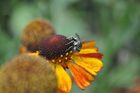 Black and white cuckoo bee foraging pollen and nectar from an orange and yellow sneezeweed flower