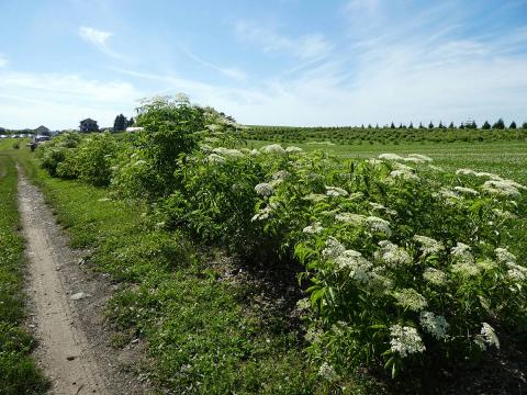 A farm hedgerow: a row of varying flowering plants planted on the edge of a large crop field