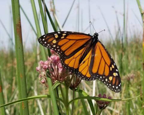Monarch butterfly visiting milkweed blooms