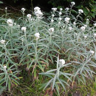 pearly everlasting