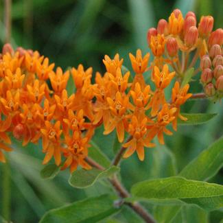 butterflyweed