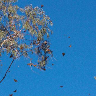monarchs in flight