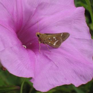 crystal skipper
