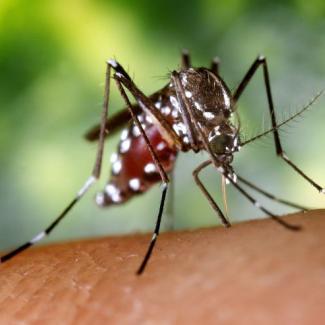 Female Aedes albopictus