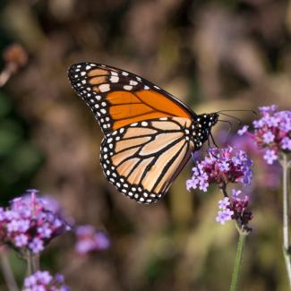 monarch butterfly