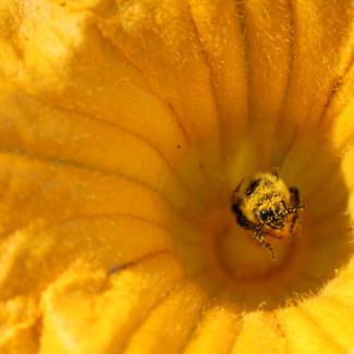 squash bee