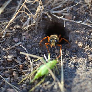 golden digger wasp