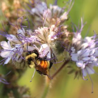 lacey phacelia